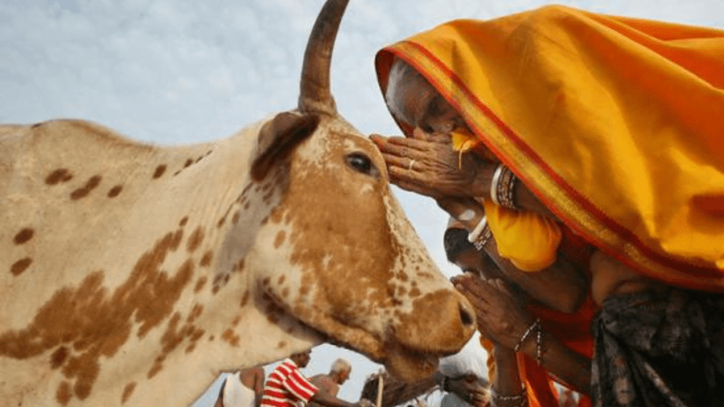 Hindus pray to cows