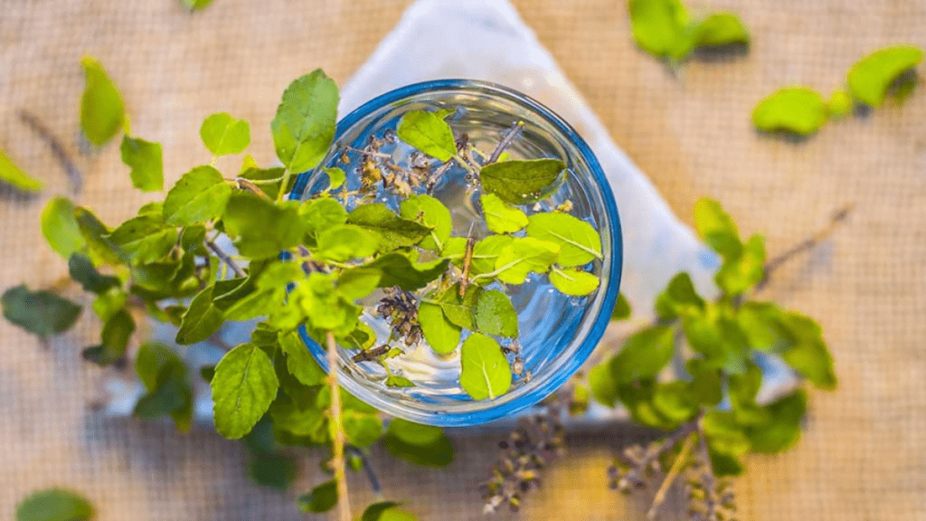 Swallowing Tulsi leaves
