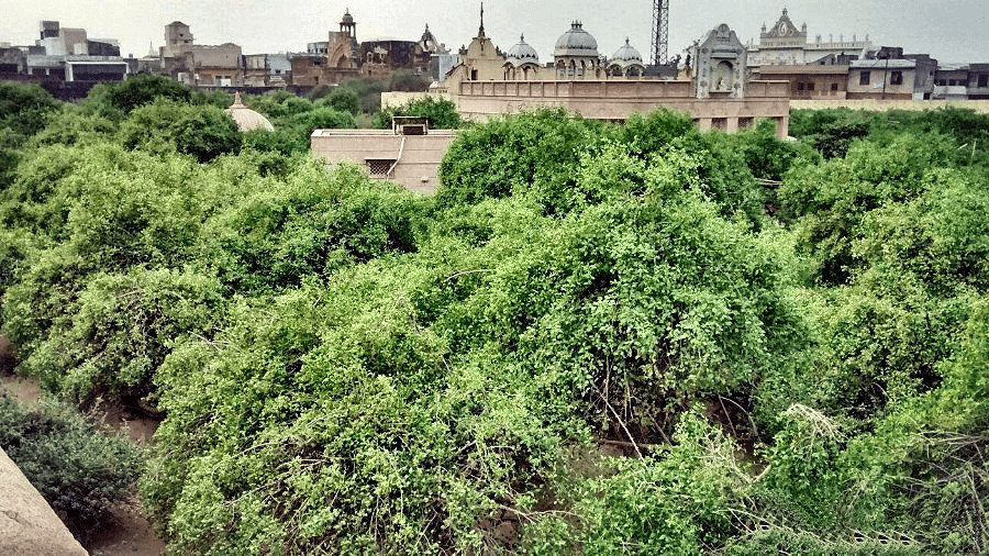 Nidhivan: A Mystical Forest in Vrindavan