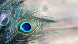 7 Ways Peacock Feathers Can Help Achieve Success According to Vastu