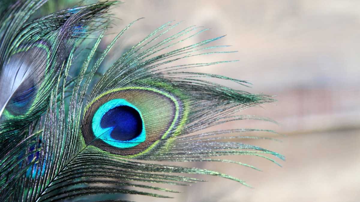 7 Ways Peacock Feathers Can Help Achieve Success According to Vastu