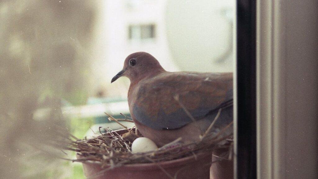Pigeon Nests in Home: Lucky Charms or Cursed Invaders?