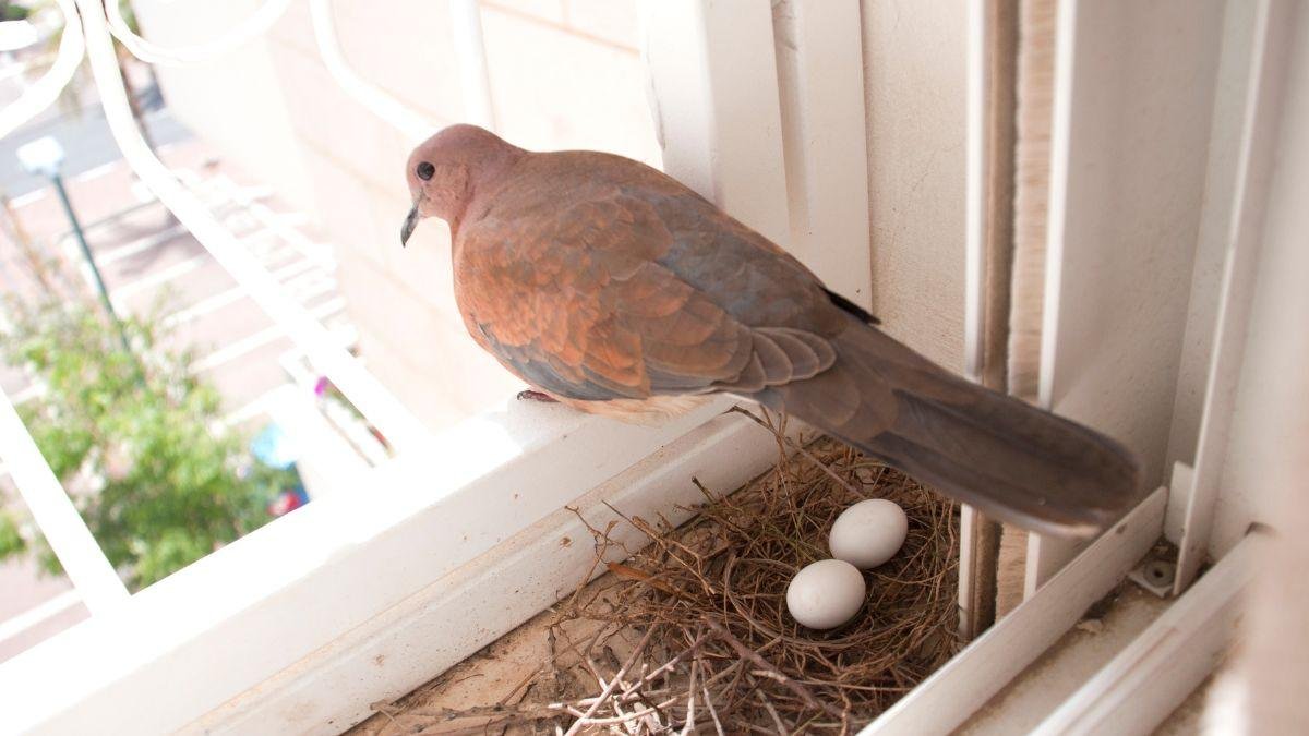 Pigeon Nests in Home: Lucky Charms or Cursed Invaders?
