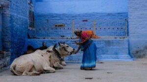 The Significance of Cow Worship (Gau Seva) in Sanatan Dharma: Understanding the Benefits in Hinduism